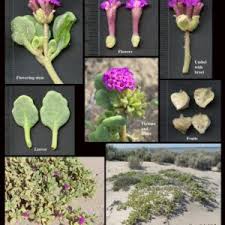Image result for Nyctaginaceae