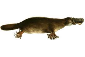 We did not find results for: Tak Seperti Biasanya Mamalia Ini Berkembang Biak Dengan Cara Bertelur Semua Halaman Bobo