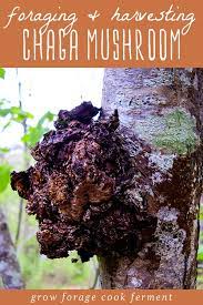 Published on january 23, 2021. Foraging And Harvesting Chaga Sustainably Chaga Benefits