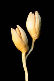 Image result for Panicum adenophorum