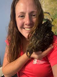 What breed is my chicken Pantalones?