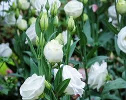 Image result for eustoma lisianthus in garden