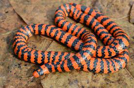 Pin On Reptiles