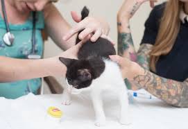 And while we do see it in cats with appropriate body weight, it's more common some cats with diabetes have a ravenous appetite because their bodies cannot use the fuel supplied in their diet. Gi Parasites Kitten Lady