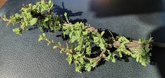 Image result for Ormocarpum trichocarpum