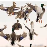 Ducks Unlimited: Wildgame Cocktail Party & Cigar Night