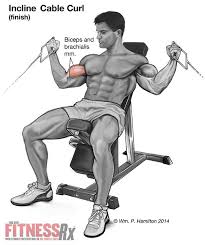 Biceps