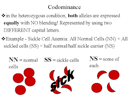 The key difference between codominance and multiple alleles is that codominance is expressing the effects of both alleles independently, without blending in the heterozygous state, while multiple alleles refer to the state of a trait that has more than two different alleles. Nonmendelian Genetics Mendelian Genetics Dominant Recessive Review V