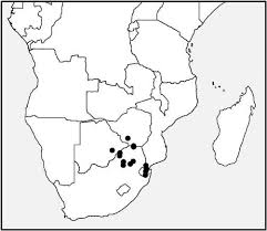 Image result for Paropsia brazzeana