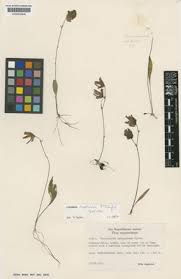 Image result for Equilabium parvum