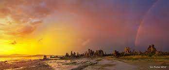 Image result for Monotes magnificus