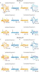 Ipsilateral definition, pertaining to, situated on, or affecting the same side of the body: Independent Representations Of Ipsilateral And Contralateral Limbs In Primary Motor Cortex Elife