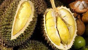 Ini merupakan salah satu tumbuhan durian yang bisa tumbuh dan berkembang di daerah dataran rendah yang memiliki. Gara Gara Virus Corona Harga Durian Musang King Turun Drastis