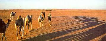The camel was very thirsty. Camels Submission Org Your Best Source For Submission Islam