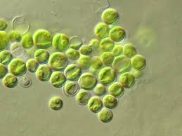 Image result for Microchloa altera