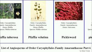 Image result for Psilotrichum sericeum