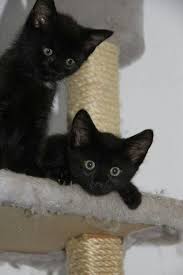 I M No Elf Kittens Cats Kittens Cutest