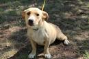 40 Times Corgis Mixed With Other Breeds, And The Result ...