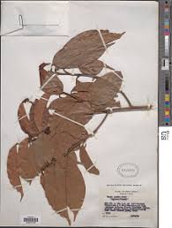 Image result for Coula edulis