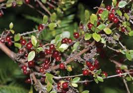 Image result for Coptosperma zygoon