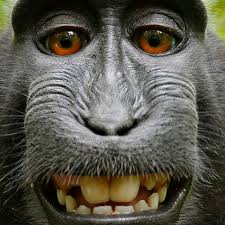 We did not find results for: Appeals Court Blasts Peta For Using Selfie Monkey As An Unwitting Pawn The Verge