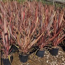 Image result for Phormium