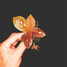 Image result for Ardisia staudtii