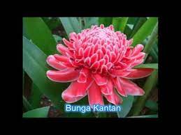 Rafflesia cenderung berkembang di lereng gunung di bahagian sabah dan sarawak. Jenis Bunga Bunga Di Malaysia Youtube