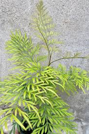 Image result for Grevillea robusta