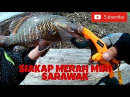 Silakan kamu dapat pilih sesuai selera, dan dapat kamu coba satu persatu pelet jitu merah 2 bungkus. Siakap Merah On Ultraligth Miri Sarawak Fishing Youtube