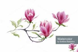 Watercolor Magnolia Flower Painting Flower Line Drawings Flower Art