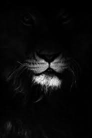 صور خلفيات سوداء Hd عالية الجودة بفبوف Animals Black And White Animals Animal Photography