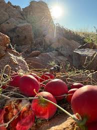 Image result for Coccinia rehmannii