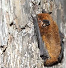 Image result for Mostuea batesii