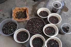 Bunga matahari berasal dari amerika dan bunga ini telah banyak digunakan untuk membuat ekstrak minyak goreng sejak lama. 5 Langkah Mudah Menanam Bunga Matahari Lumayan Nih Buat Properti Photoshoot Di Rumah