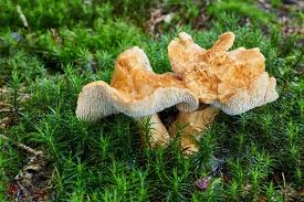 Image result for Hylodesmum repandum