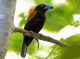 Image result for Vangueria vestita