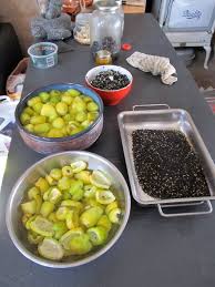 Tools needed include something to cut the fruit and something to scrape out the seeds. Barrel Cactus And Cob Raw Culture Collective