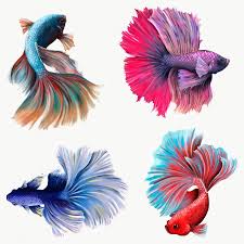 Set up your tank and make it beautiful with live plants! Download Premium Png Of Beautiful Betta Fish Collection Design Element Betta Fish Fish Drawings Betta
