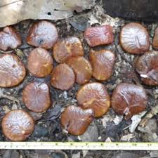 Image result for Pauridiantha dewevrei