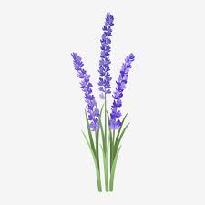 Hand Painted Plant Small Fresh Lavender Lavender Spring Plant Flower Png Transparent Clipart Image And Psd File For Free Download Plant Painting Lavender Paint Plant Background