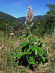 Image result for Salvia sclarea