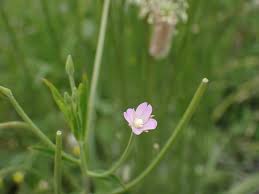 Image result for Epilobium salignum