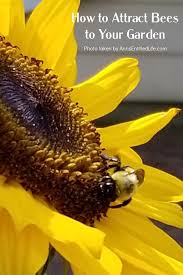 Flowers that attract bees are very, very popular. How To Attract Bees To Your Garden