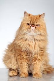 Dealing with eating and sleeping, being a cat, garfield is very universal. 8 Garfield Cat Breeds That Love Lasagna