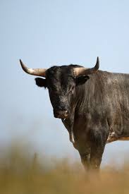 People Photos Bull Bull Cow Animal Photography