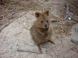 Quokka Rottnest Island Western Australia Quokka Best Cat Gifs Silly Animals