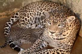 Satu ada di belakang kursi penumpang seperti biasanya, satu lagi persis ada di. Ini Penyebab Macan Gunung Lawu Serang Ternak Warga