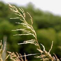Maybe you would like to learn more about one of these? Weeping Lovegrass Care