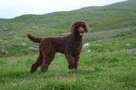 These lively and playful brown standard poodles exist in various shades of brown coats. Chocolate Brown Standard Poodle Puppies 2 Left Glasgow Lanarkshire Pets4homes